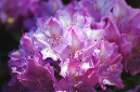 _DSC2544%20(1)