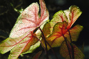 _DSC2572%20(1)
