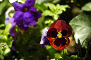 _DSC2579%20(1)