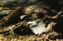 _DSC2597%20(1)
