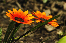 _DSC2602%20(1)