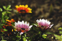 _DSC2604%20(1)