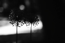 _DSC2611%20(1)