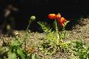 _DSC2616%20(1)