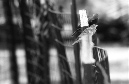 DSC_5347