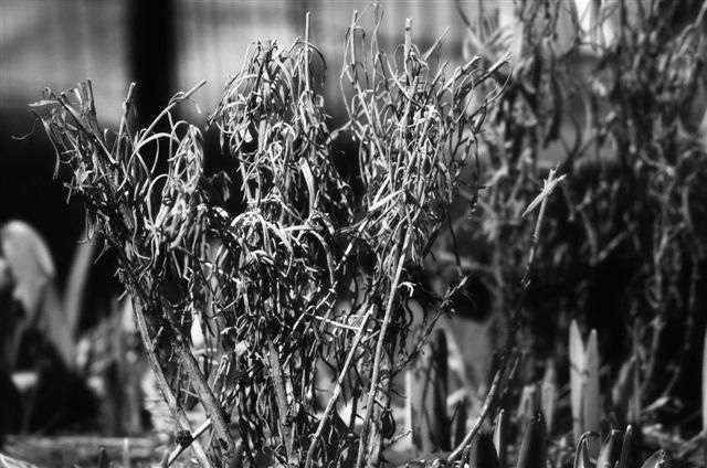_DSC0240