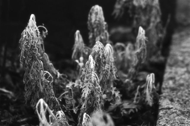 _DSC0333