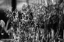 _DSC0240