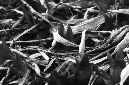_DSC0330