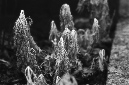 _DSC0333