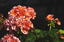 _DSC2857%20(1)