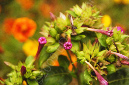 _DSC7631-(1)