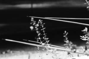 _DSC8261%20(1)