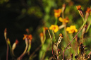 _DSC8252%20(1)