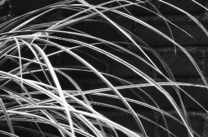 _DSC8483%20(1)