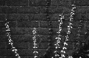 _DSC8702%20(1)
