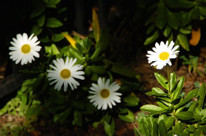 _DSC8806%20(1)
