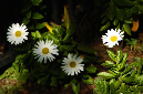 _DSC8806%20(1)