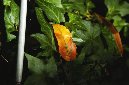 _DSC8957%20(1)
