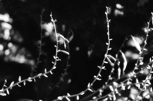 _DSC9198%20(1)