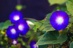 _DSC9320%20(1)