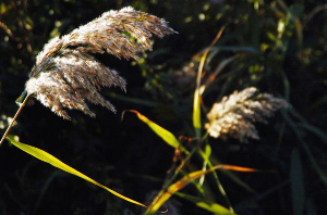 _DSC9393%20(1)