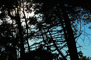 _DSC9498%20(1)