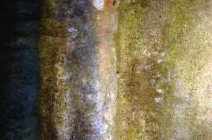 _DSC9525%20(1)