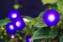 _DSC9320%20(1)