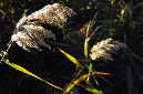 _DSC9393%20(1)