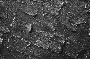 _DSC0076%20(1)
