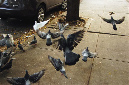 _DSC0096%20(1)