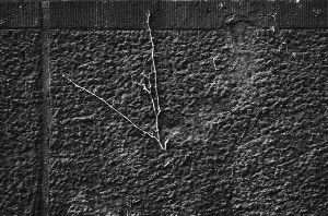 _DSC0243%20(1)