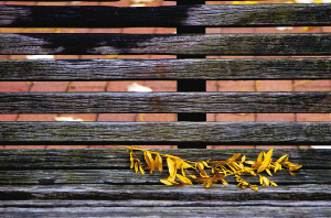 _DSC0364%20(1)