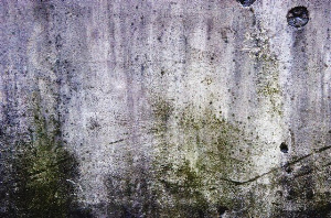 _DSC0370%20(1)