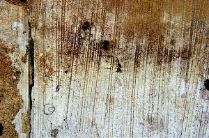 _DSC0401%20(1)