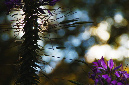 _DSC0170%20(1)