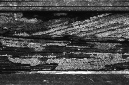 _DSC0192%20(1)