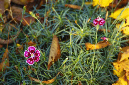 _DSC0270%20(1)