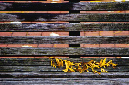 _DSC0364%20(1)