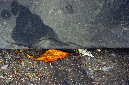 _DSC0638%20(1)