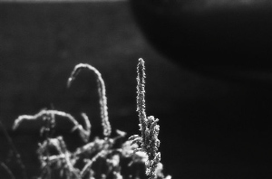 _DSC1138