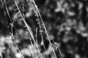 _DSC3409%20(1)