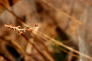 _DSC3480%20(1)