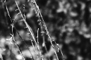 _DSC3409%20(1)