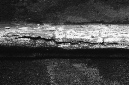 _DSC3494%20(1)