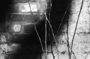 _DSC4210%20(1)