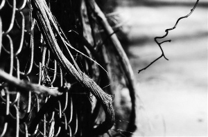_DSC4225%20(1)