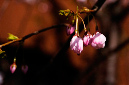 _DSC4117%20(1)