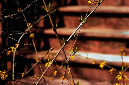 _DSC4118%20(1)